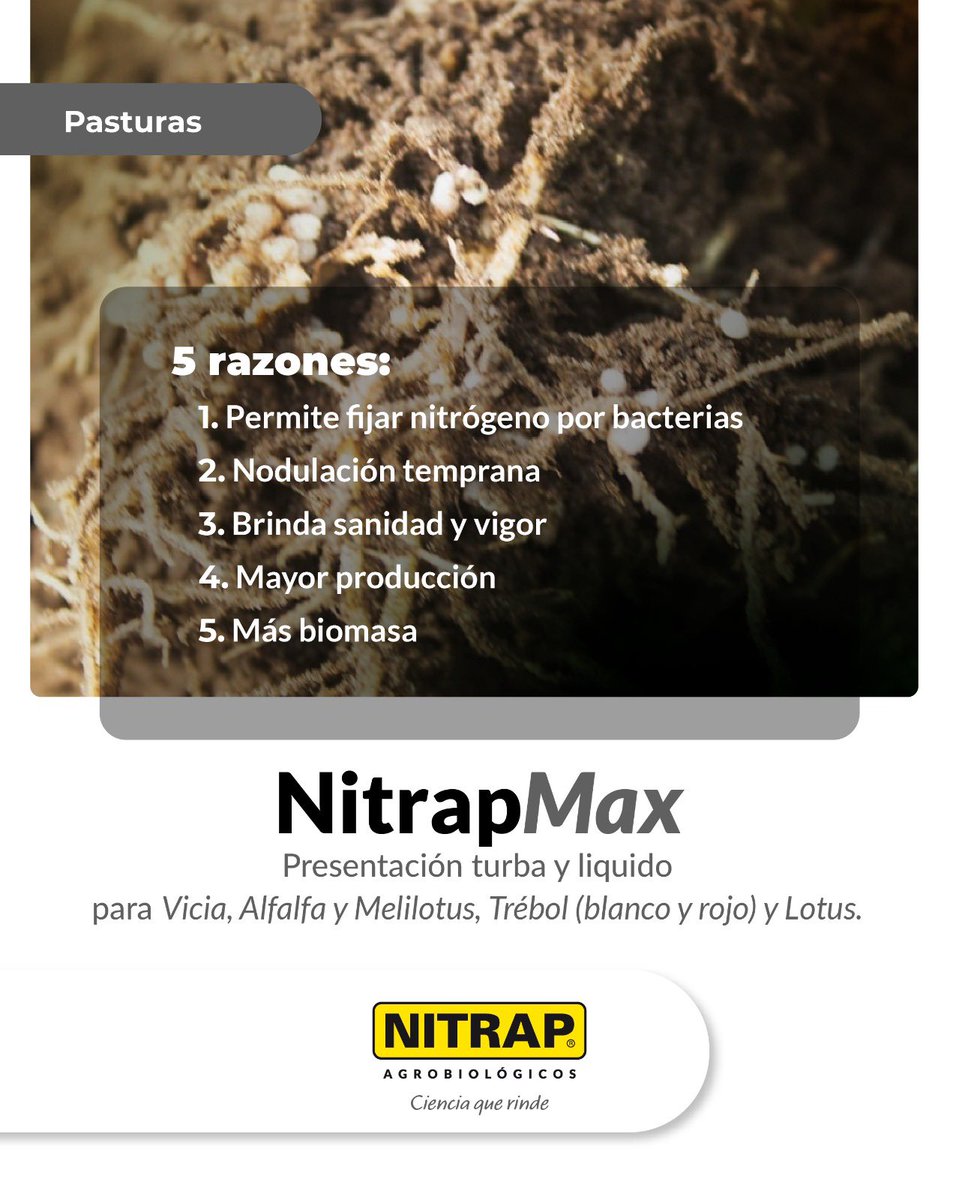 Nitrapagro's tweet photo. Más fijación de #nitrógeno, más producción 🌱

Con #NitrapMax lográs mejor nodulación, más vigor y mayor biomasa en tus pasturas. #turba #liquido

👉 Consultá con tu asesor o distribuidor.

Nitrap Agrobiológicos
Ciencia que rinde. https://t.co/90NMON3i1g