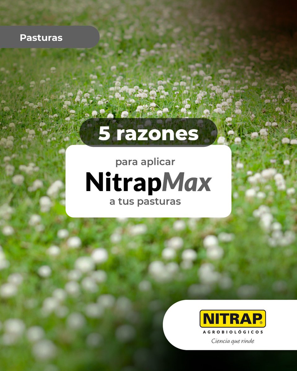 Nitrapagro's tweet photo. Más fijación de #nitrógeno, más producción 🌱

Con #NitrapMax lográs mejor nodulación, más vigor y mayor biomasa en tus pasturas. #turba #liquido

👉 Consultá con tu asesor o distribuidor.

Nitrap Agrobiológicos
Ciencia que rinde. https://t.co/90NMON3i1g
