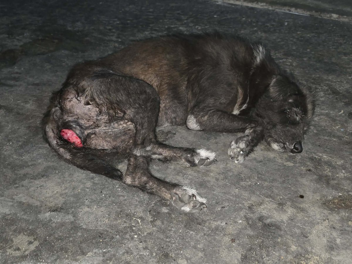 รักหมาจัง🐾 tweet media