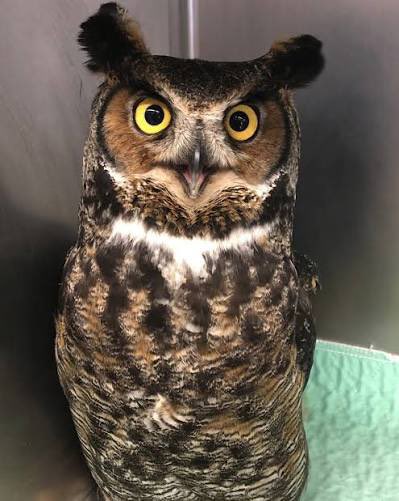 Gizmo @LVFC tweet media