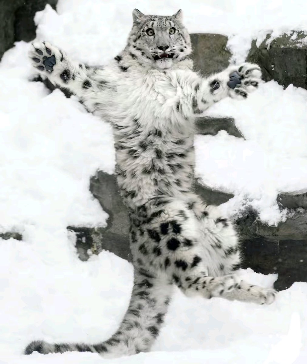 lyro 🏳️🌈❄️ tweet media