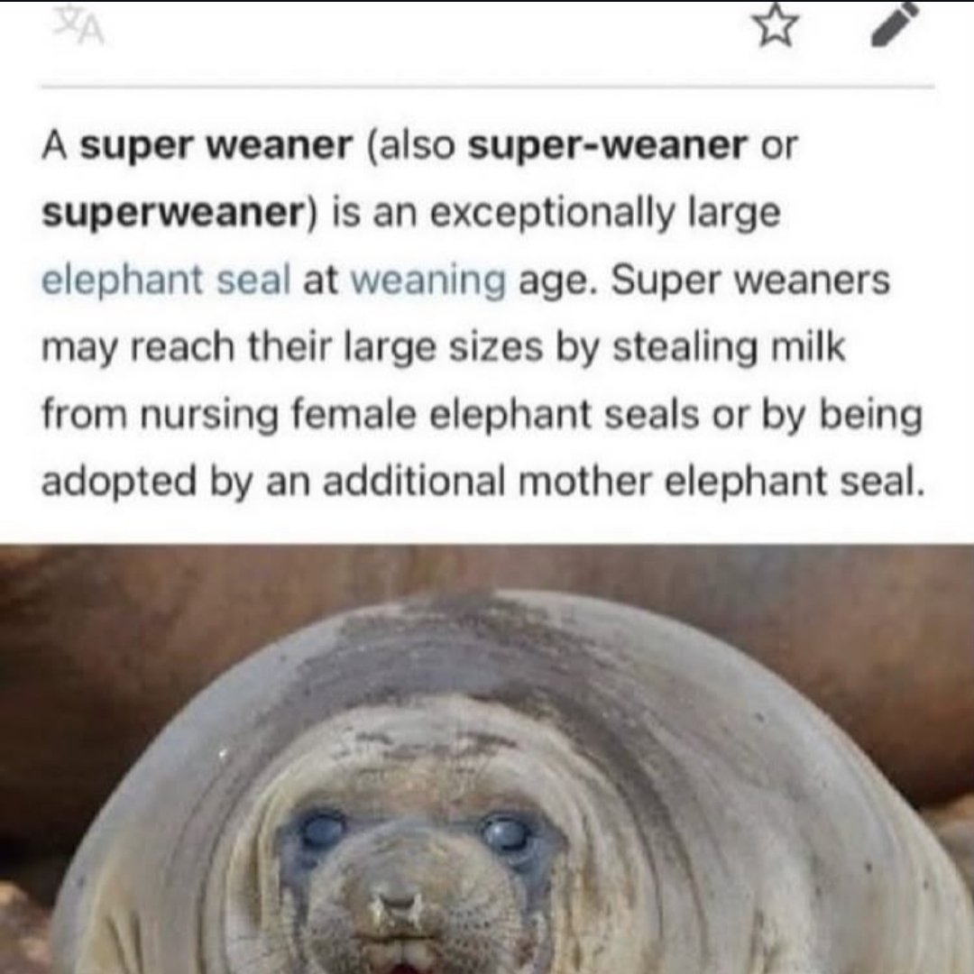 Limbus Bleed Updates (Ring affiliated) tweet media