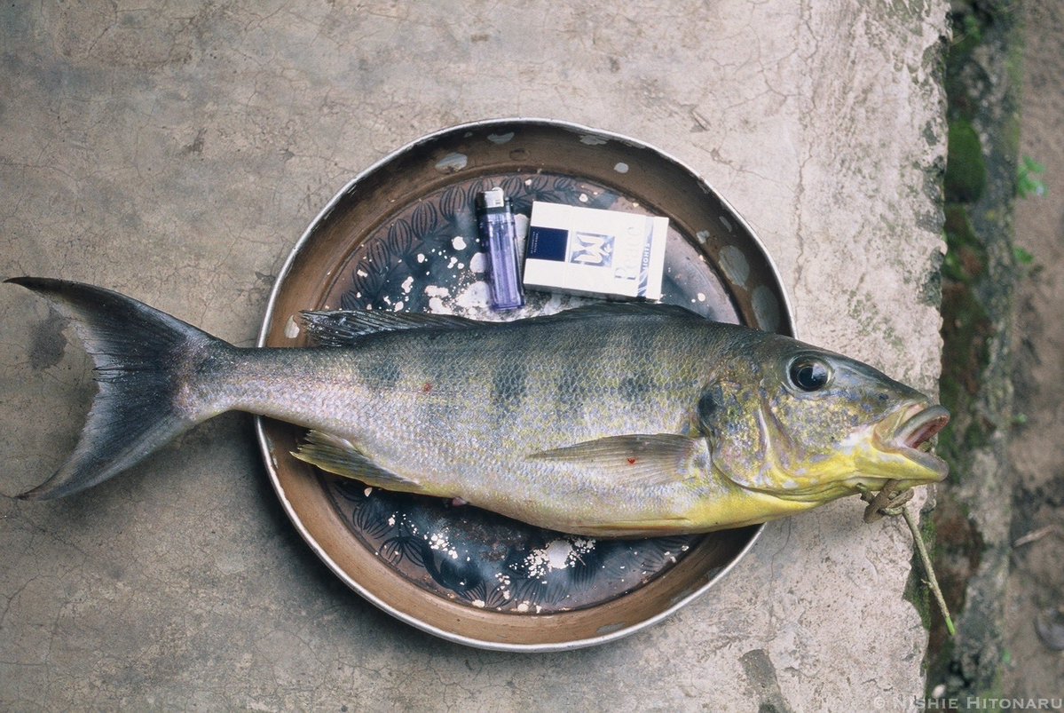 西江仁德〈新・動物記〉シリーズ tweet media