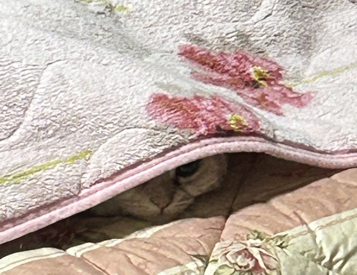 猫海葵🐈‍⬛🦈 tweet media