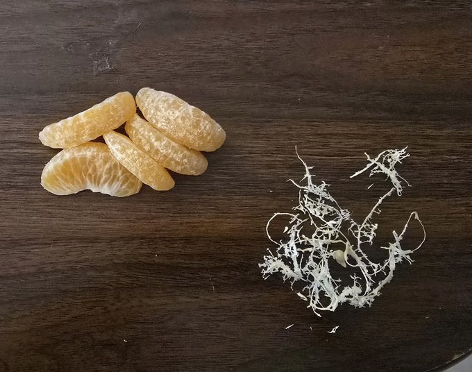 Novelle art. tweet media