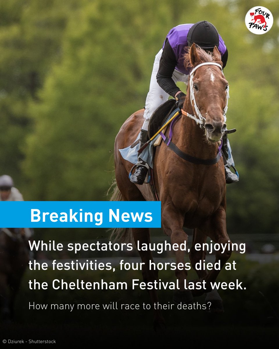 FOUR PAWS UK tweet media