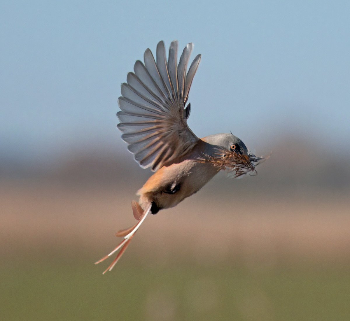 stormcabbirds tweet media