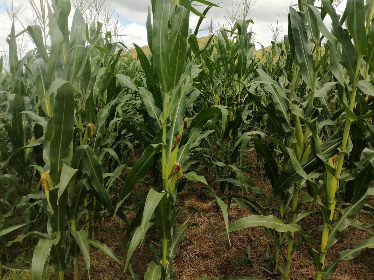 Grain SA Farmer Development Programme tweet media
