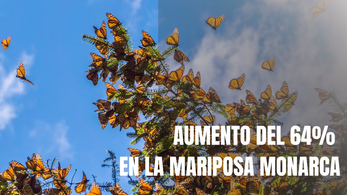 RevistaMorelia's tweet photo. Aumento del 64% en la presencia de Mariposa Monarca https://t.co/6CbPykhftg