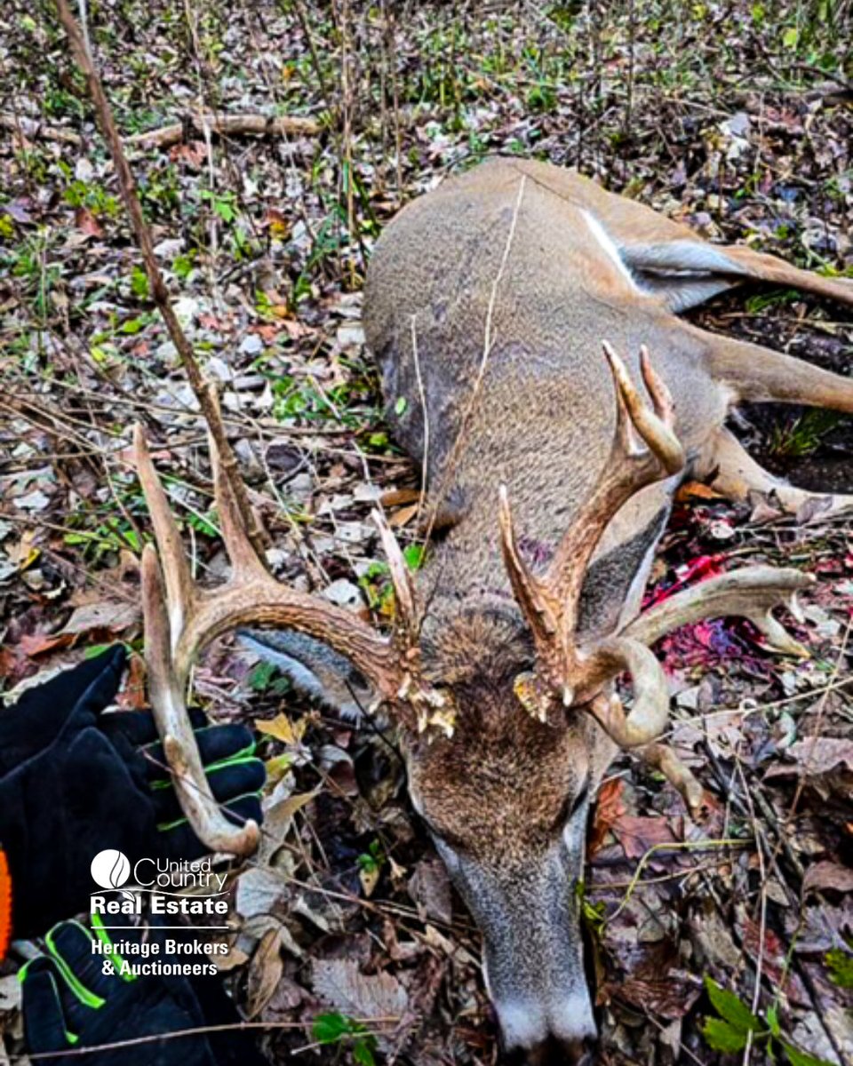 HeritageBrokers's tweet photo. Looking for the perfect mix of hunting land, income potential, and a future building site? This 19± acre property near Pattonsburg offers it all.

Listing agent: Danny Helmich
O: 877-318-0438 | C: 660-441-0907
#UnitedCountryRealEstate #MissouriRealEstate #LandForSale #HuntingLand https://t.co/28MeQ6gbpR