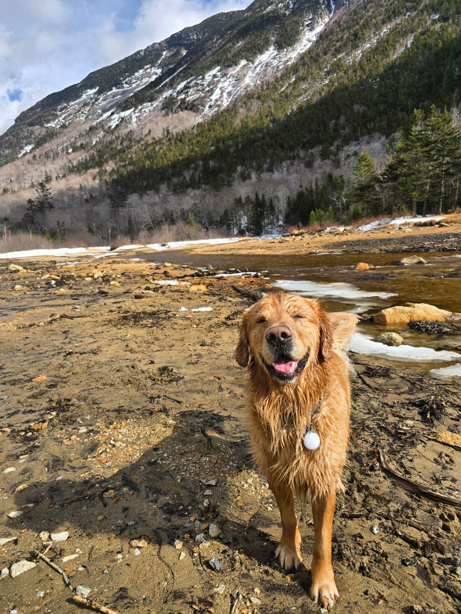 whitemts's tweet image. The temps are chilly today, but we're still soaking in that golden spring sunshine kind of feeling. 🌞

📸 vanlifewithnuniq 

#whitemountains #discoveryournew #crawfordnotch #mountaindogs #visitnh