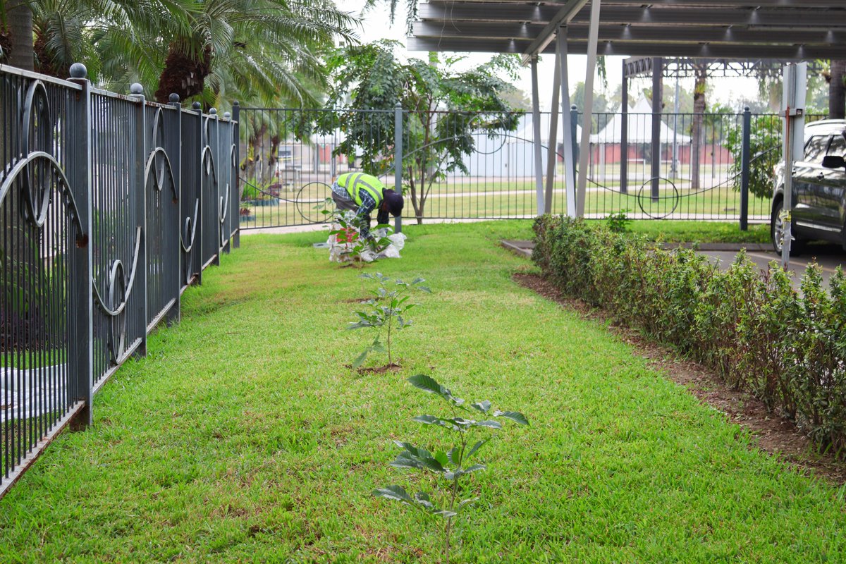 CCICHN's tweet photo. Nuestros espacios en la #CCIC y el recinto de eventos #Expocentro también florecerán dentro de unos años en armonía con el desarrollo y la belleza de nuestra ciudad.
Agradecemos a la Municipalidad de San Pedro Sula, @MuniDeSPS, por la donación de 113 árboles de macuelizo que ya han sido sembrados 🌸
#SPS #Macuelizos #LaCasaDeLosEmpresarios