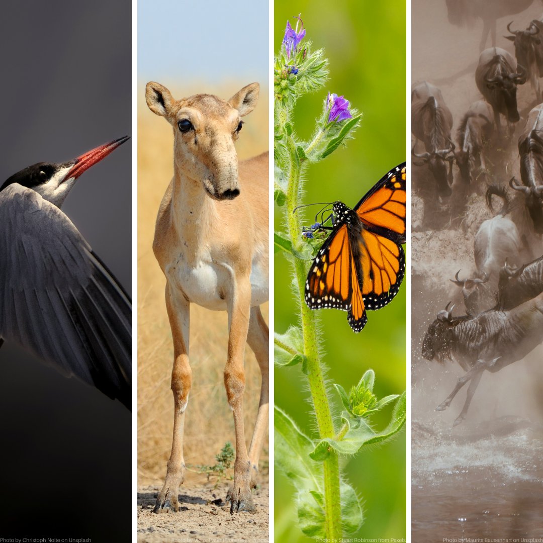 ЮНЕП - Программа ООН по окружающей среде tweet media