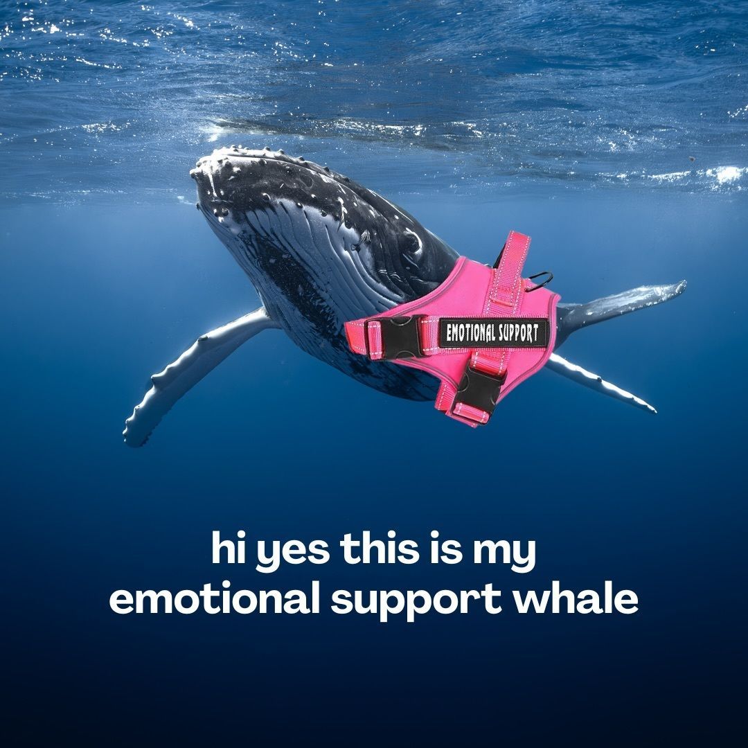 World Ocean Day tweet media