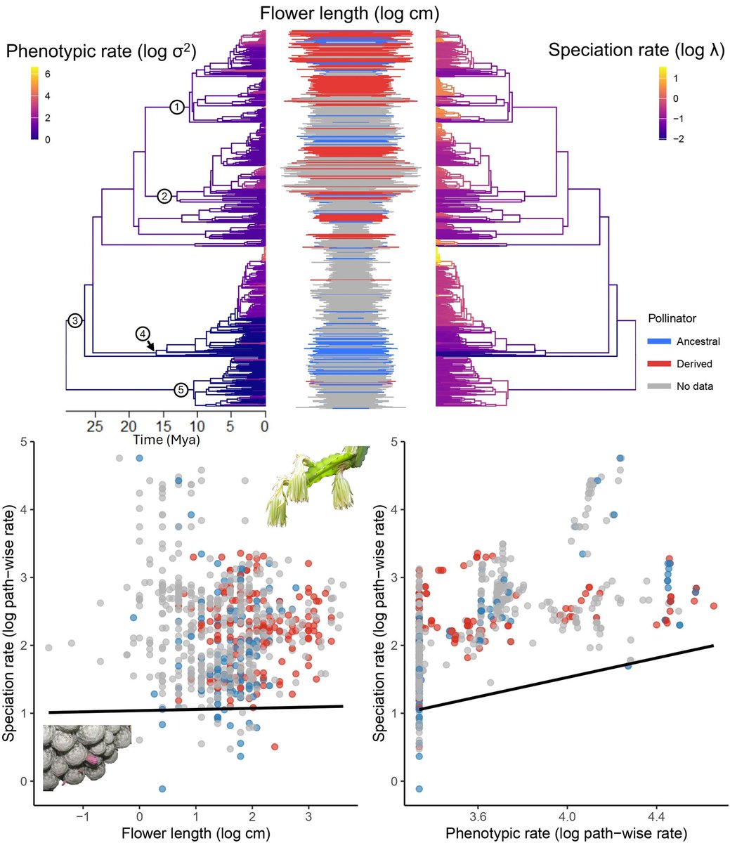 Jamie_T42's tweet photo. New @RSocPublishing paper! 🌵

Cactus diversity is driven by rates of floral evolution, not flower size or pollinator
https://t.co/puc8O0Bvf5

Uses data from, and adds to, our new CactEcoDB https://t.co/k2djOzpbLu

@LeverhulmeTrust @UniRdg_Research @CactusSucculent https://t.co/H0pso1AydT