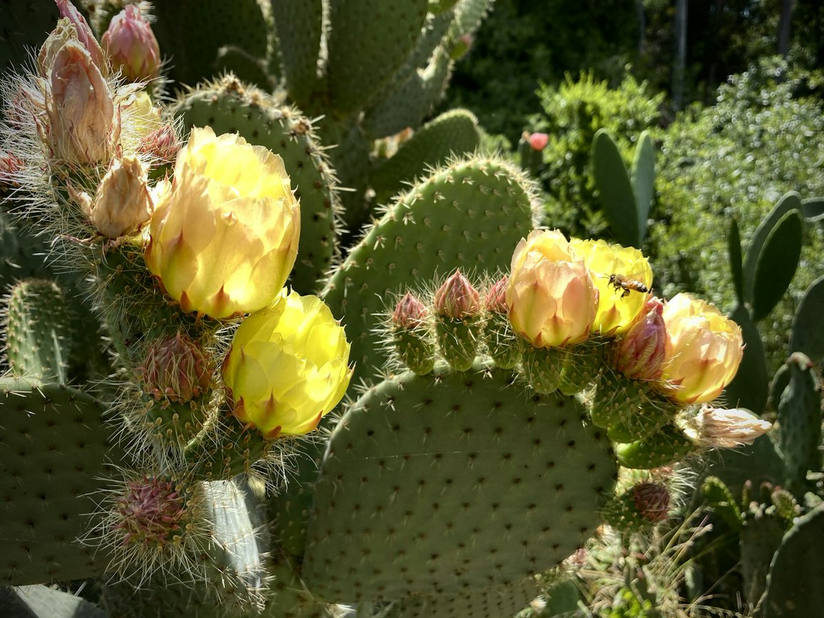 Jamie_T42's tweet photo. New @RSocPublishing paper! 🌵

Cactus diversity is driven by rates of floral evolution, not flower size or pollinator
https://t.co/puc8O0Bvf5

Uses data from, and adds to, our new CactEcoDB https://t.co/k2djOzpbLu

@LeverhulmeTrust @UniRdg_Research @CactusSucculent https://t.co/H0pso1AydT