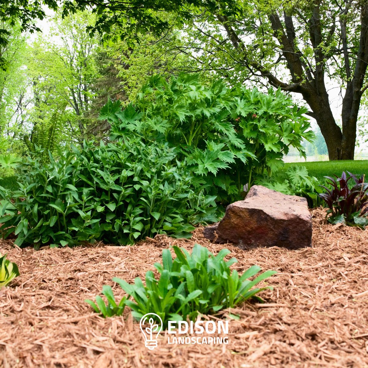 edisonscapes's tweet photo. March is the perfect time to refresh your beds before spring growth kicks in. We're scheduling mulch and pinestraw installations now. 

Want to boost your curb appeal this spring? Contact us today through https://t.co/KlIHkPpMXJ.

#mulchinstallation #raleighnc https://t.co/fFW6sktfcC