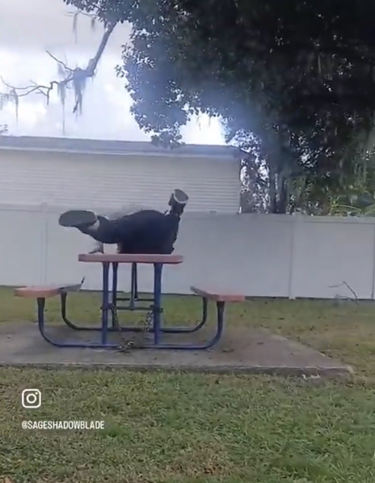 ChaosPosting tweet media