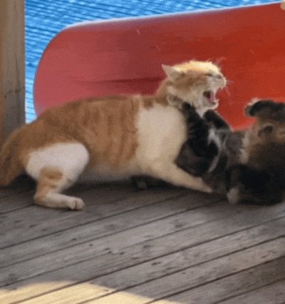 michael maceda tweet media