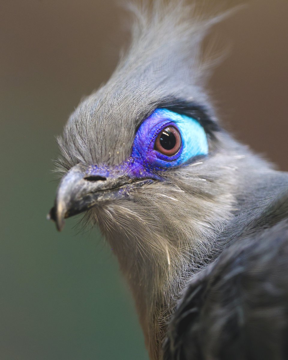 San Antonio Zoo 🦍 tweet media