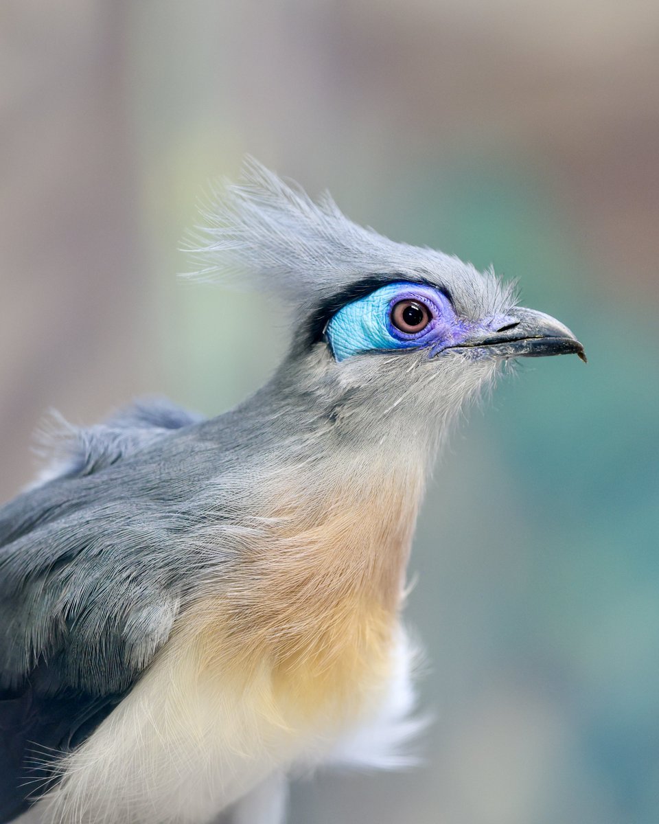 San Antonio Zoo 🦍 tweet media