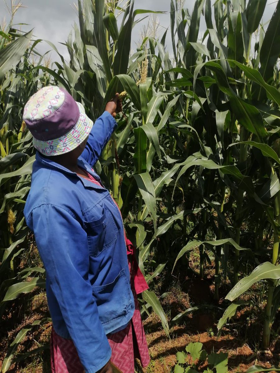 Grain SA Farmer Development Programme tweet media