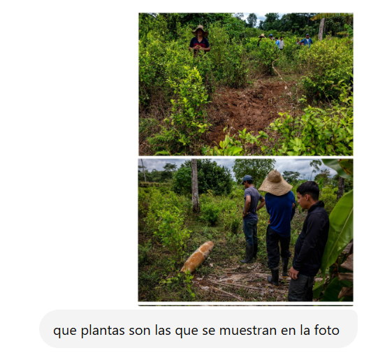 Carlos96G0's tweet photo. @Libertador_Ec @petrogustavo Nose pero esas plantas no creo que sean de limón https://t.co/VvCdSBRpXT