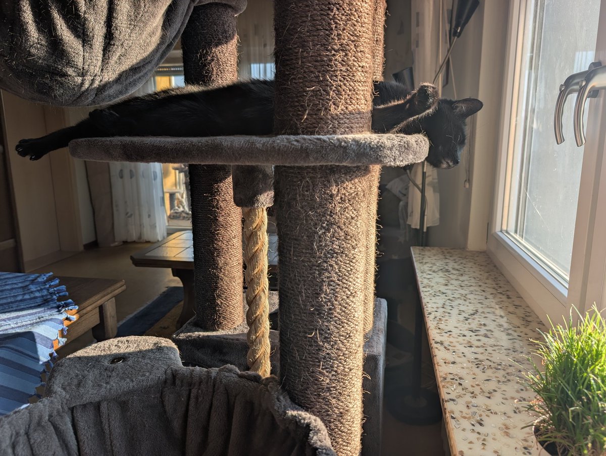 うちで春の日差しをいちばん楽しんでるのはこいつ。

（ちなみに🐈‍⬛熱帯雨林の配達のお兄さんを監視中）