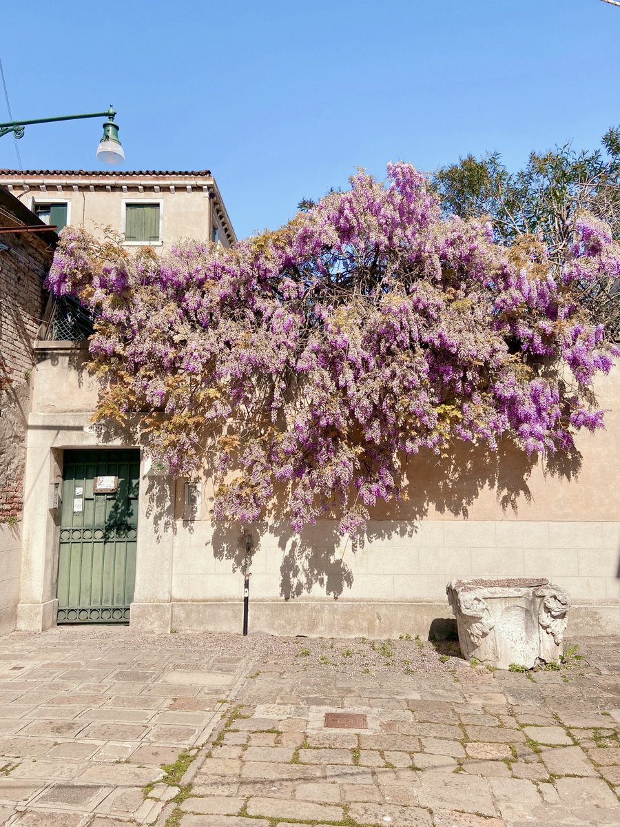 SerenissimaVe's tweet image. Benvenuta PRIMAVERA!

Oggi #20marzo è il primo giorno di Primavera!

A #Venezia sbocciano i primi fiori 🌷

#VeneziaSerenissima❤️🦁