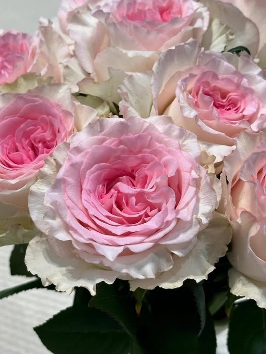 ⁨Good morning from me and my pink roses reminding myself to stay soft and strong at the same time.⁩