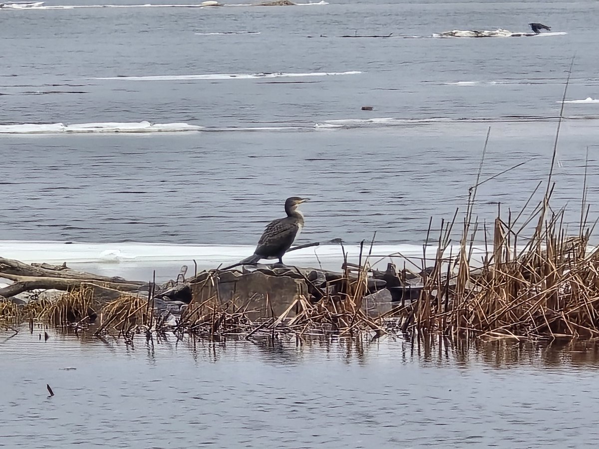 Той самий tweet media