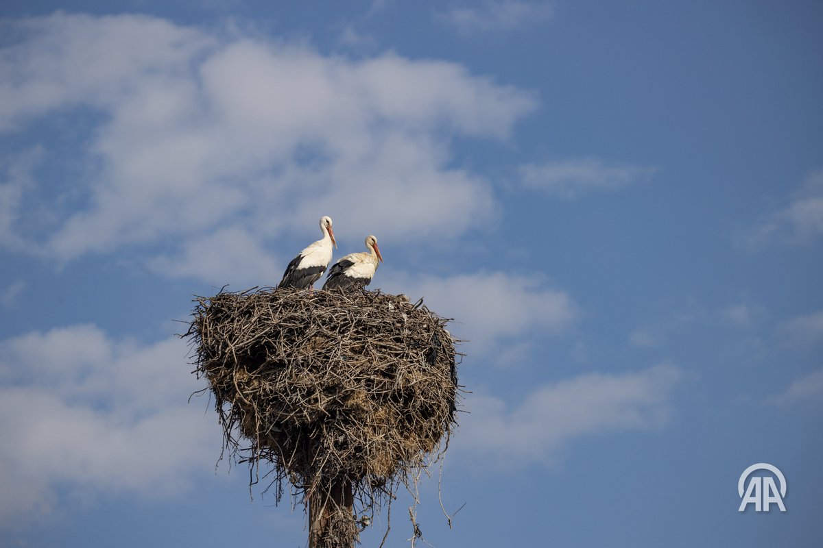 Sidar Eren tweet media