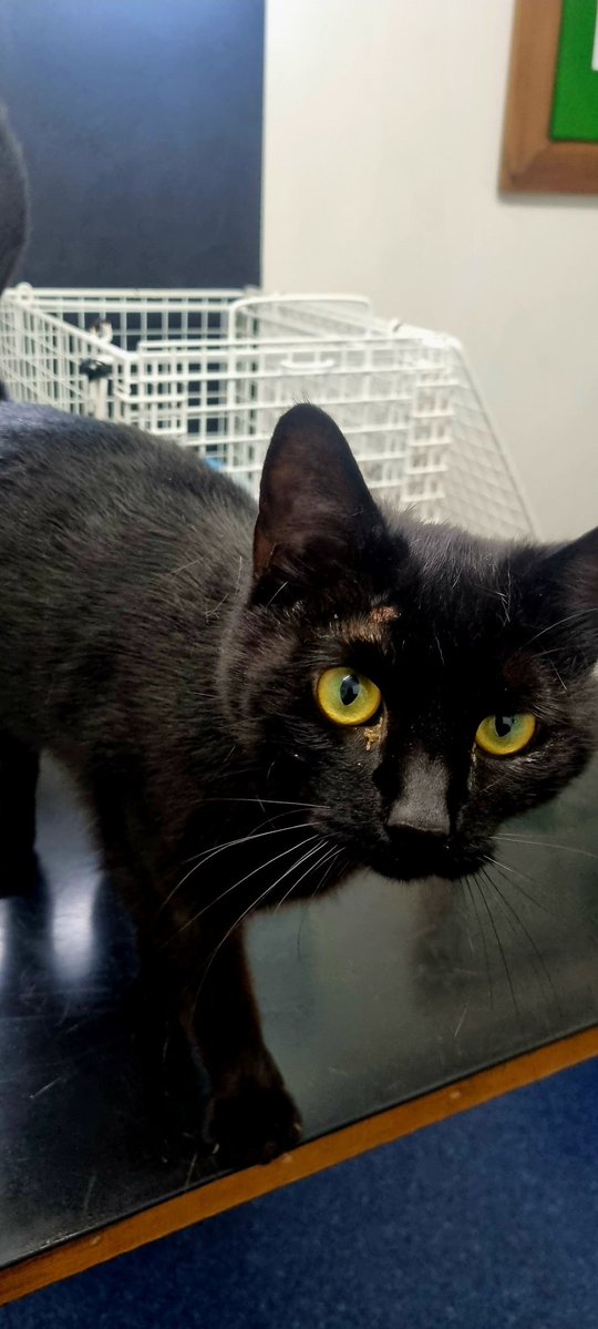 VatraLion @FURUM tweet media