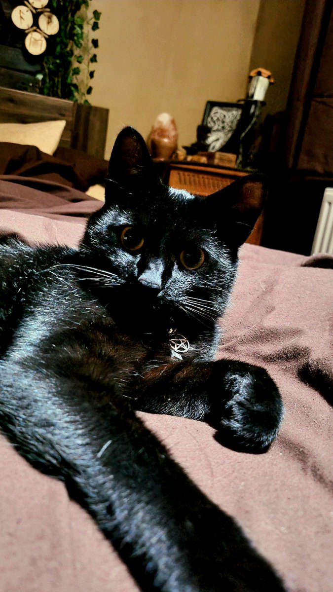 VatraLion @FURUM tweet media