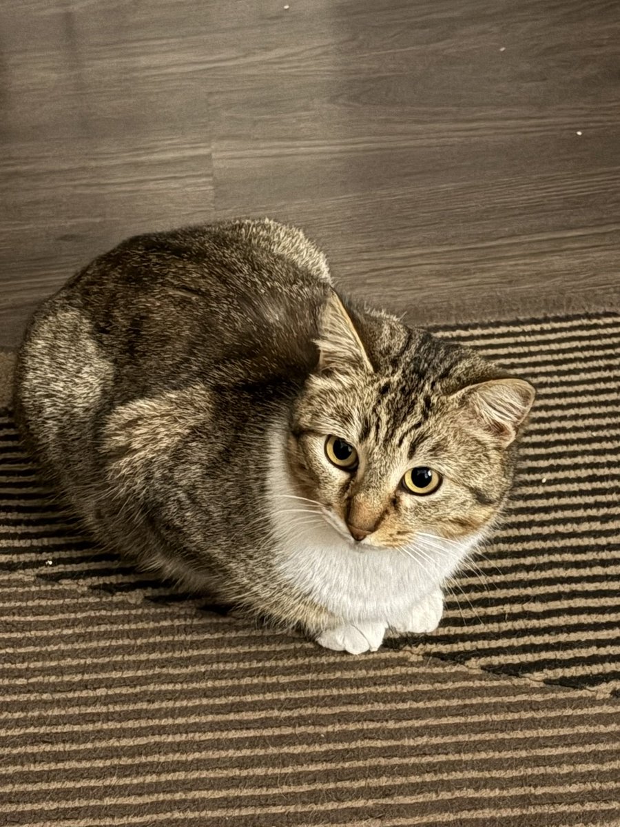 😻I PELOSETTI DEL MARE😻 In ricordo di Zenzero ❤️ tweet media