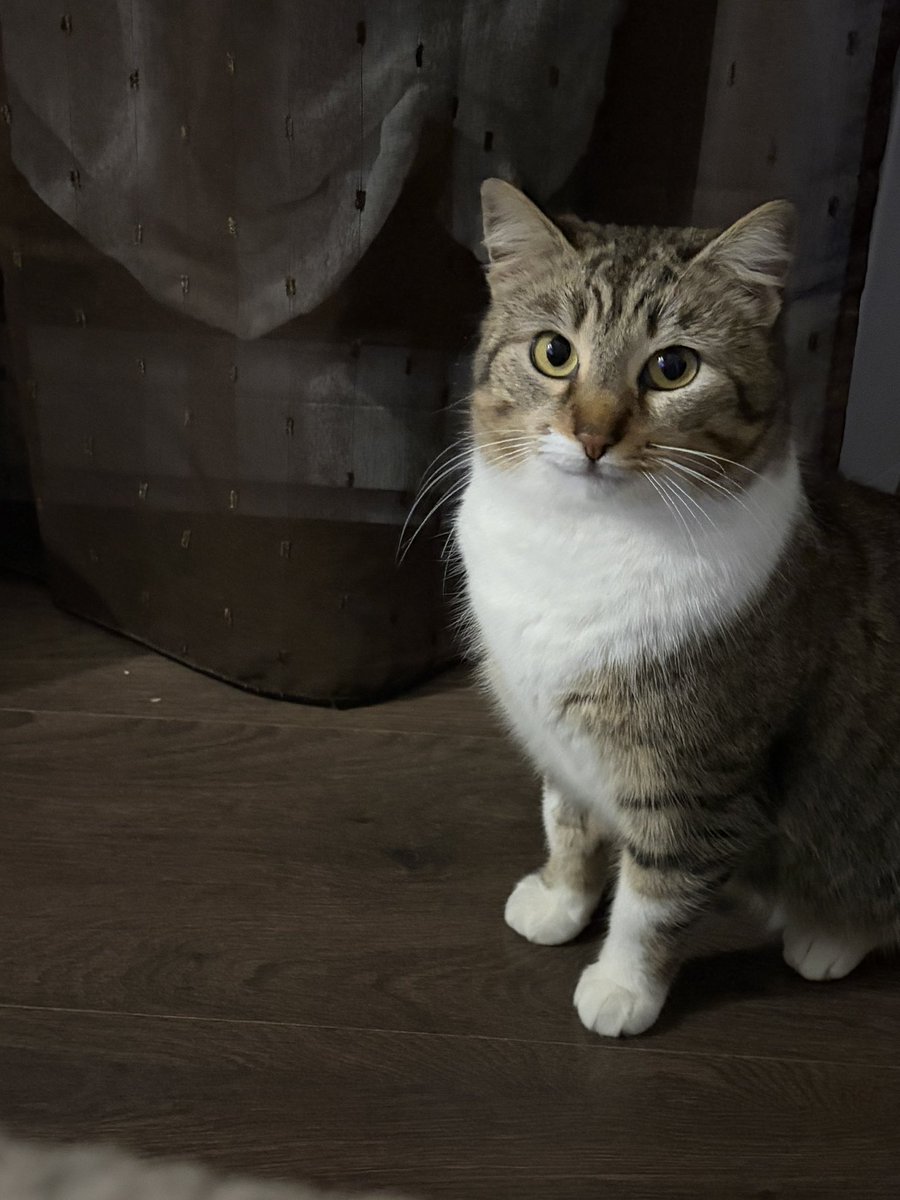 😻I PELOSETTI DEL MARE😻 In ricordo di Zenzero ❤️ tweet media