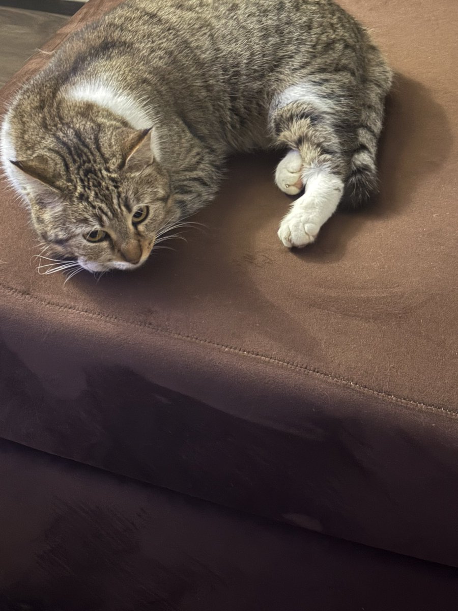 😻I PELOSETTI DEL MARE😻 In ricordo di Zenzero ❤️ tweet media