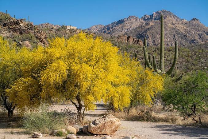 Tucson Tomorrow tweet media