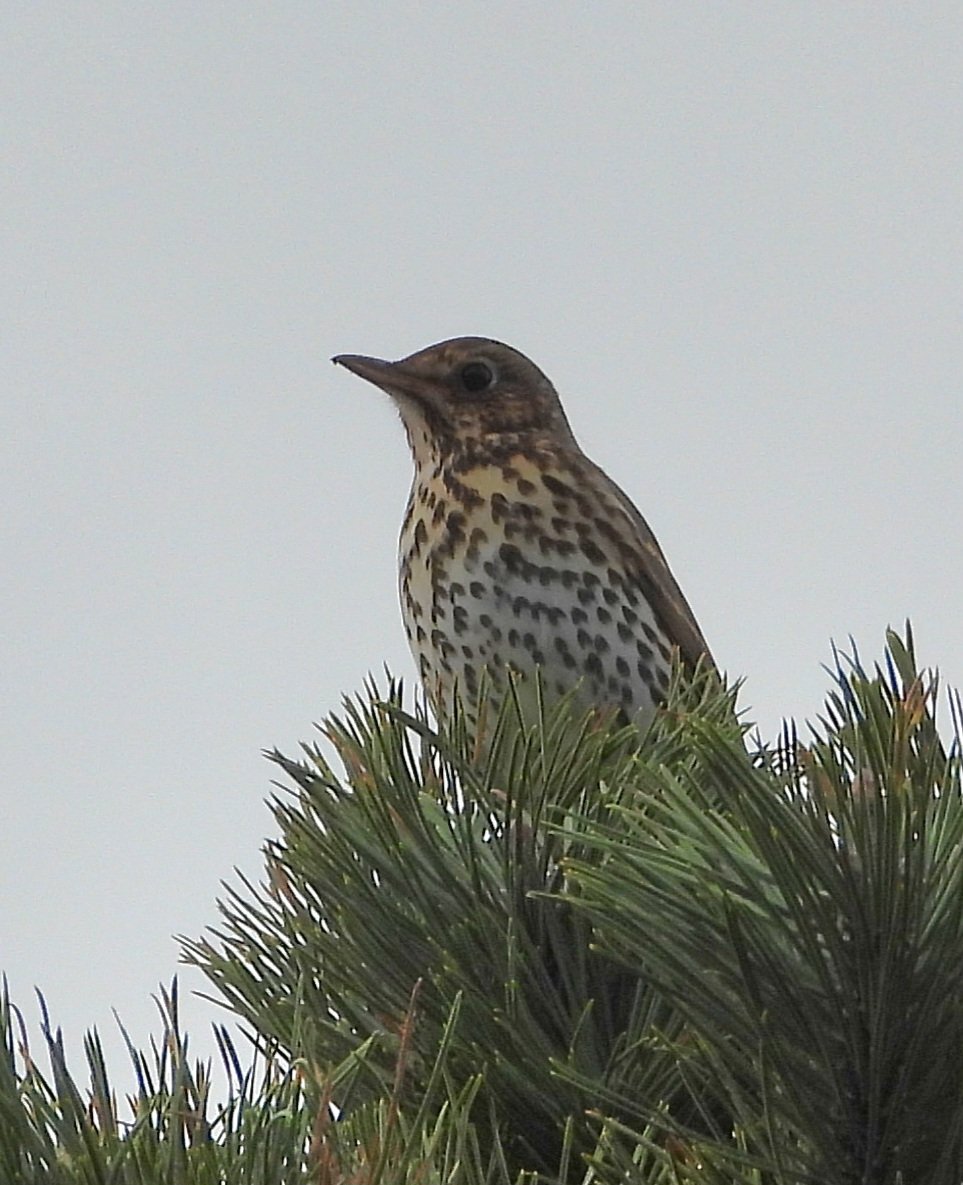 Ian Ebbage tweet media