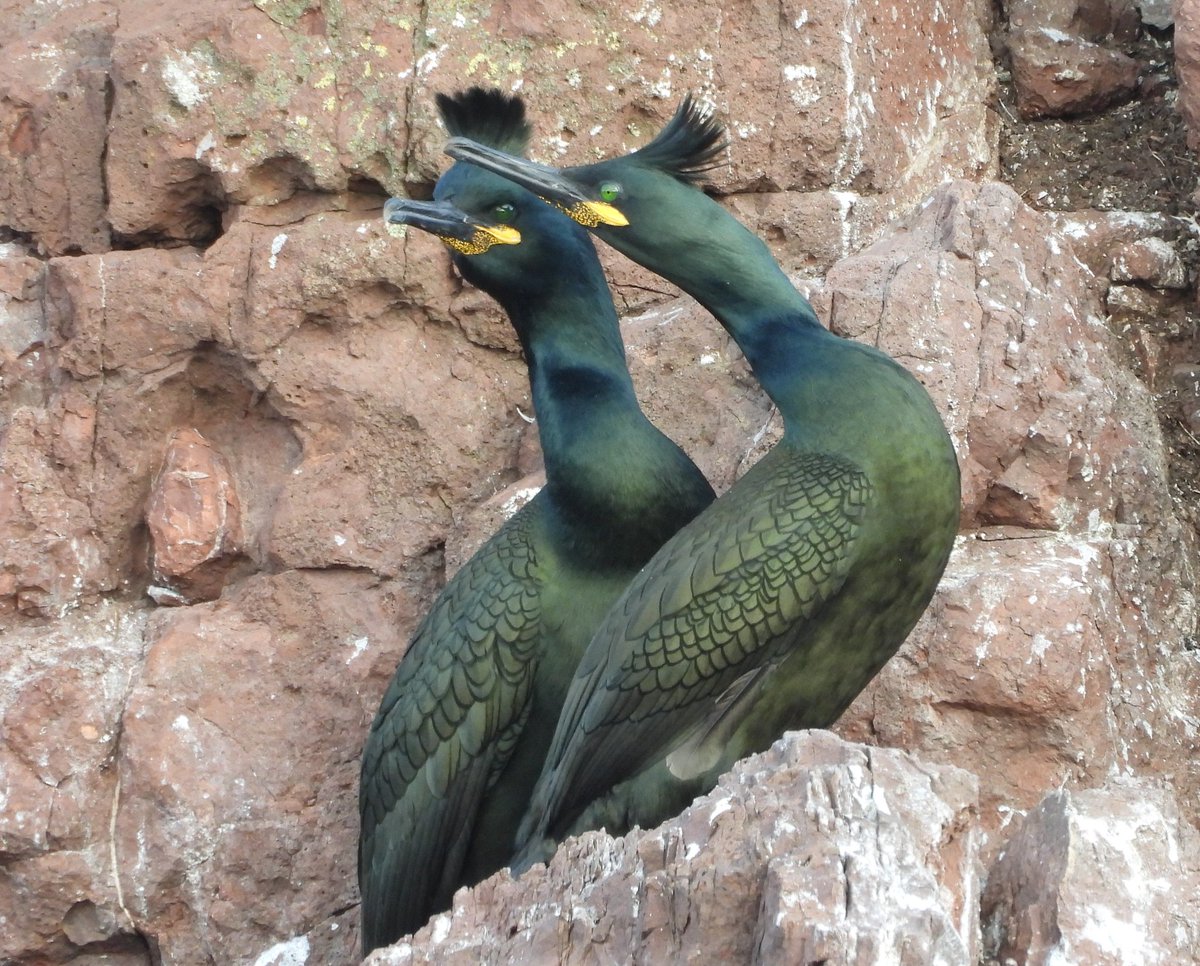 Ian Ebbage tweet media