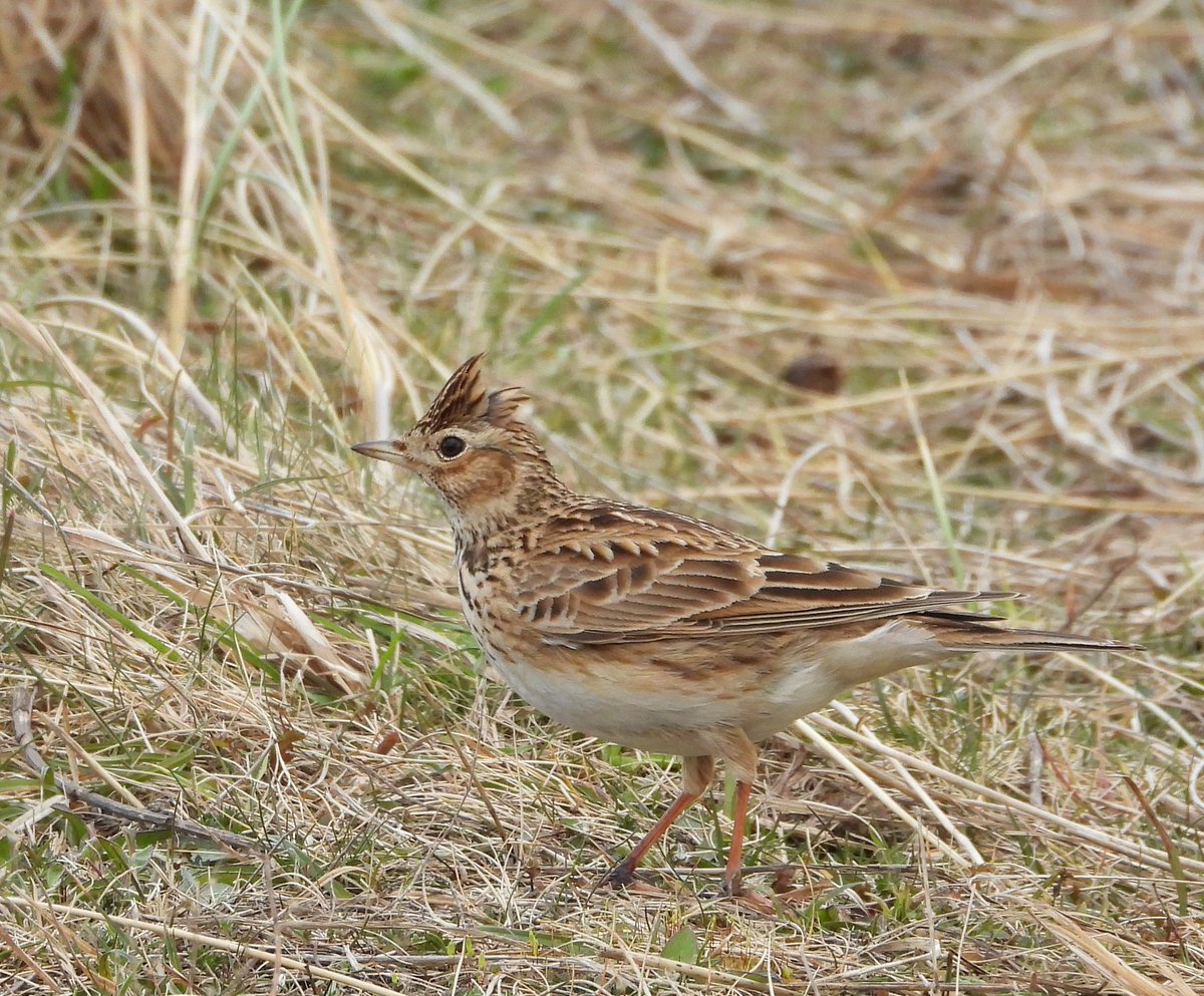 Ian Ebbage tweet media