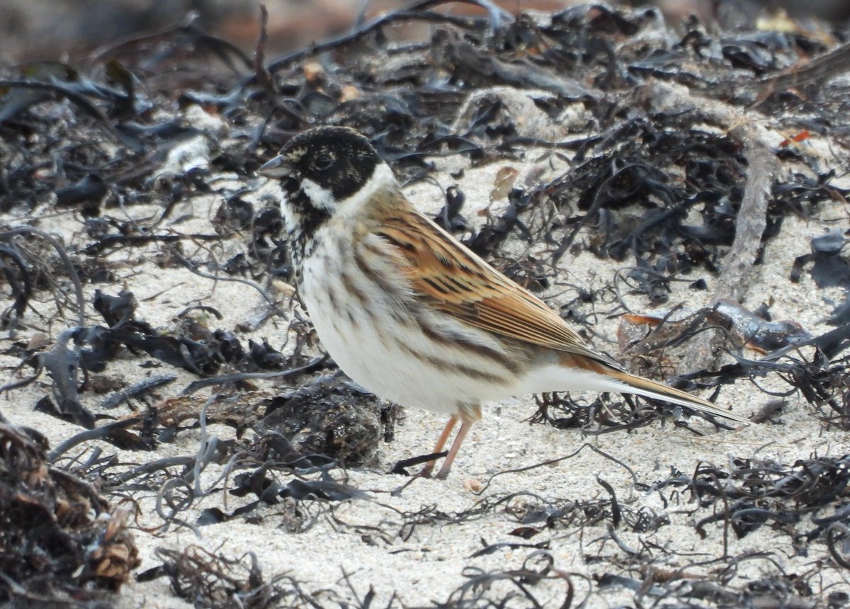 Ian Ebbage tweet media