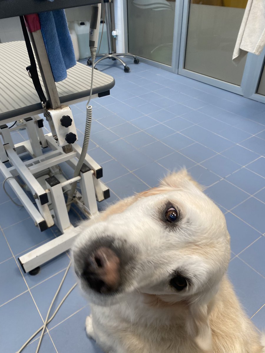 She Wolf  tweet media