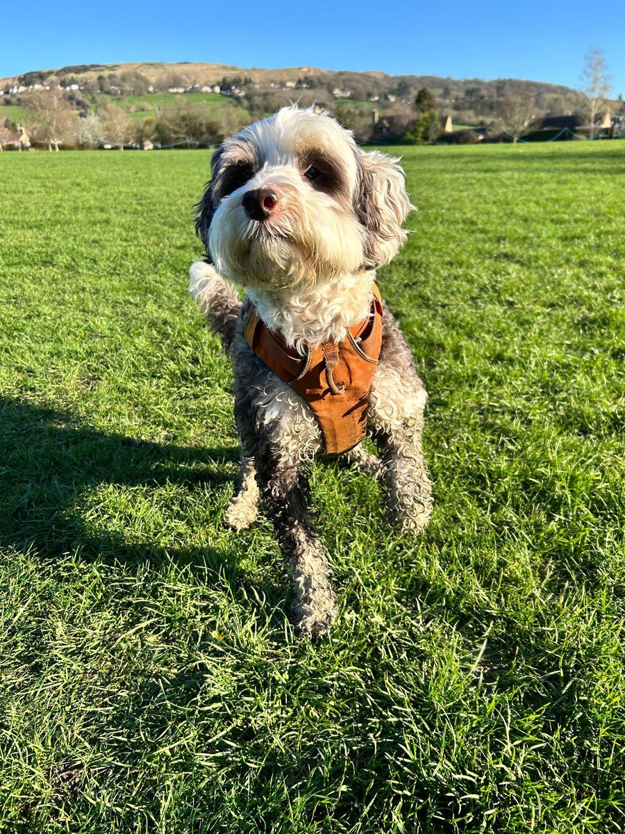 BeMoreBob tweet media