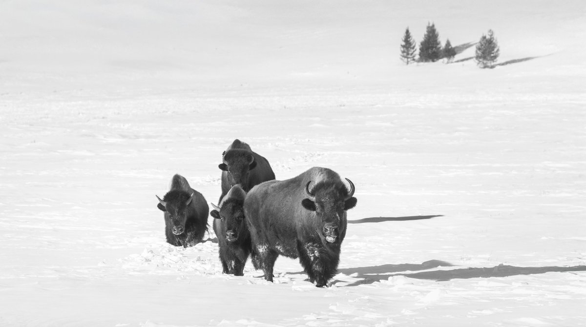 Brynn Alise tweet media