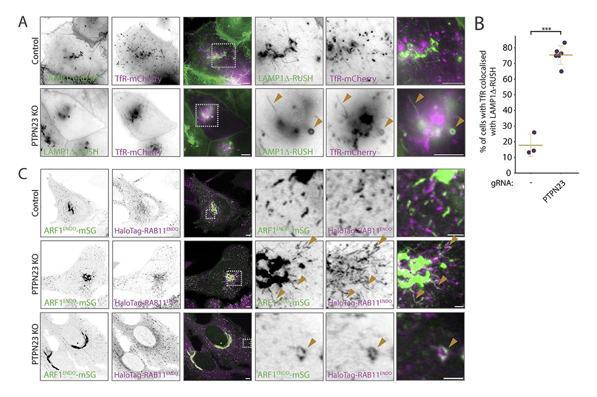 Journal of Cell Biology tweet media