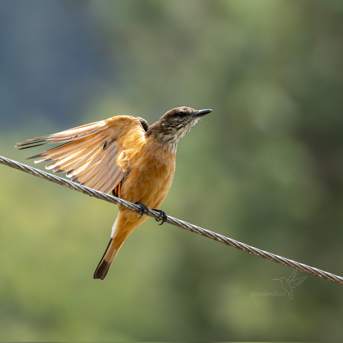 Luz Sthella Cardona M tweet media