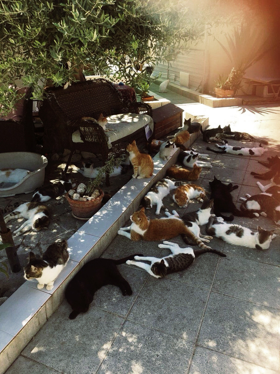 Street Cat Sign in Istanbul