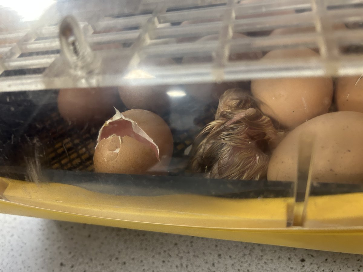 Hallmoor School tweet media