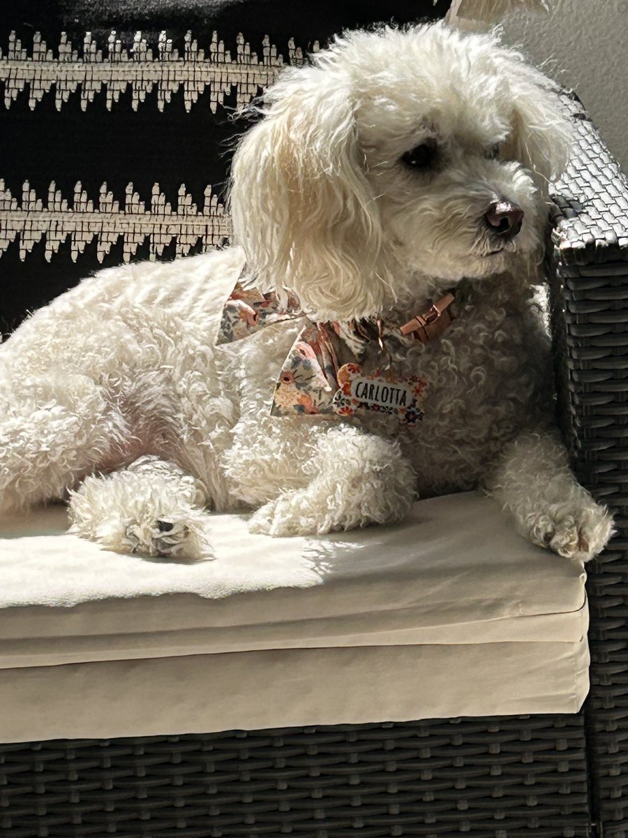 La EX Serena Williams tweet media